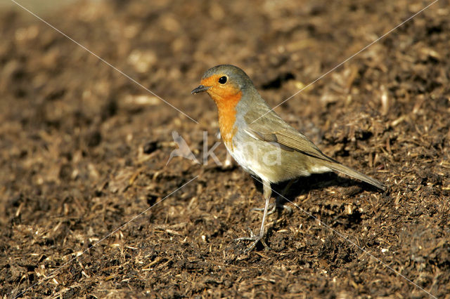 Roodborst