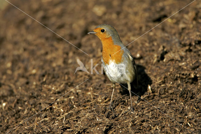 Roodborst