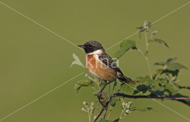 Roodborsttapuit (Saxicola rubicola)