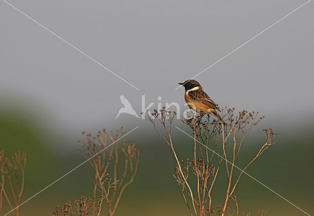 Roodborsttapuit (Saxicola rubicola)