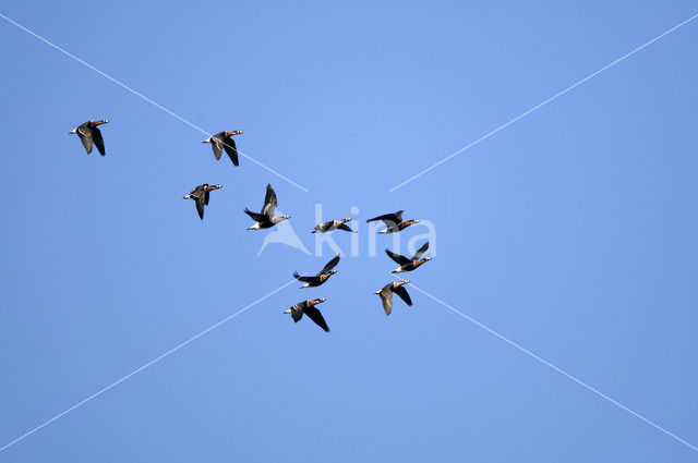 Roodhalsgans (Branta ruficollis)