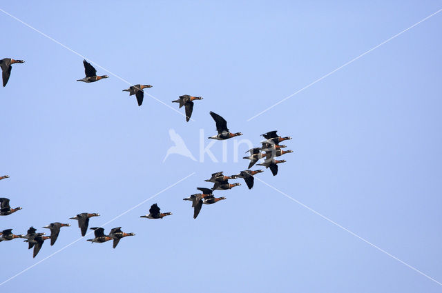 Roodhalsgans (Branta ruficollis)