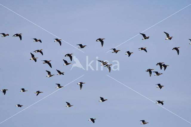 Roodhalsgans (Branta ruficollis)