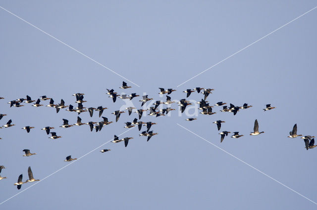 Roodhalsgans (Branta ruficollis)