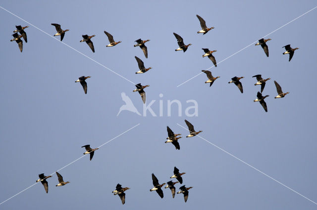 Roodhalsgans (Branta ruficollis)