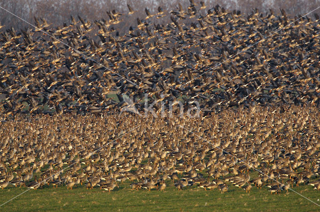 Roodhalsgans (Branta ruficollis)