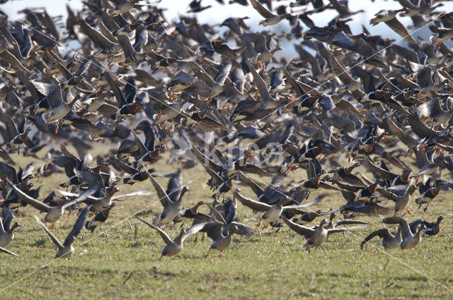 Roodhalsgans (Branta ruficollis)