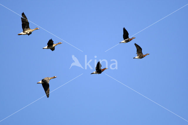 Roodhalsgans (Branta ruficollis)