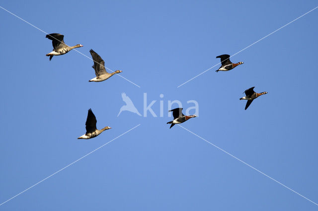 Roodhalsgans (Branta ruficollis)