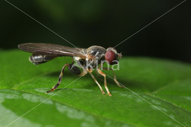 Roodsprietbronzwever (Sphegina nigra