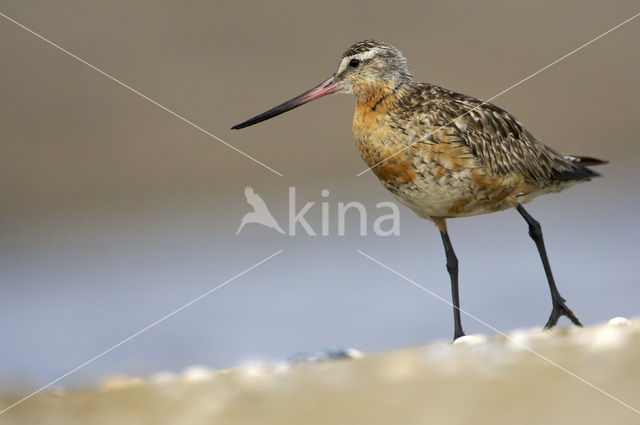 Rosse Grutto (Limosa lapponica)