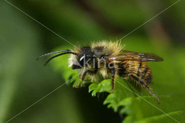 Rosse metselbij (Osmia rufa)