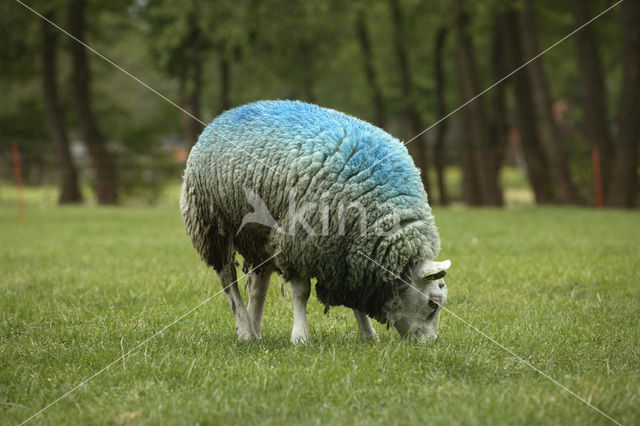 Schaap (Ovis domesticus)