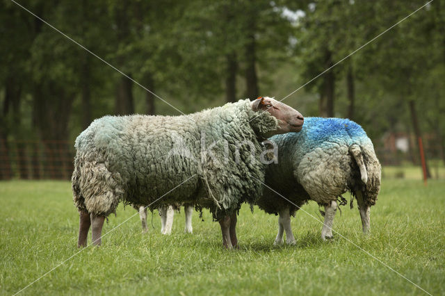 Schaap (Ovis domesticus)