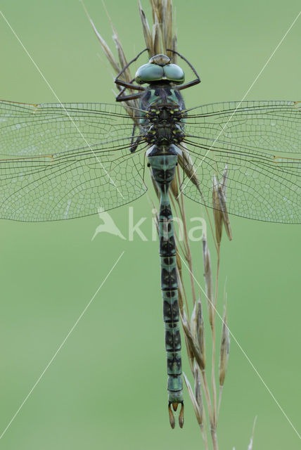 Western Spectre (Boyeria irene)