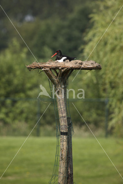 Scholekster (Haematopus ostralegus)