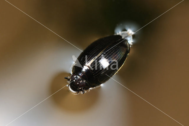 Whirligig beetle (Gyrinus substriatus)