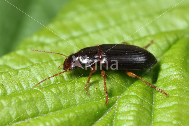 Slanke Halmklimmer (Ophonus puncticeps)