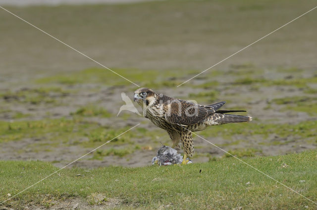 Slechtvalk (Falco peregrinus)