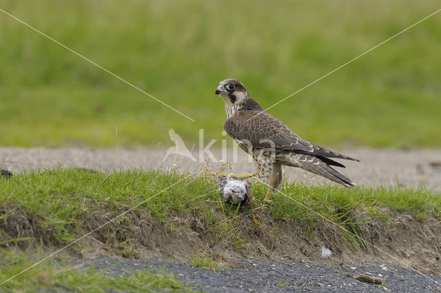 Slechtvalk (Falco peregrinus)