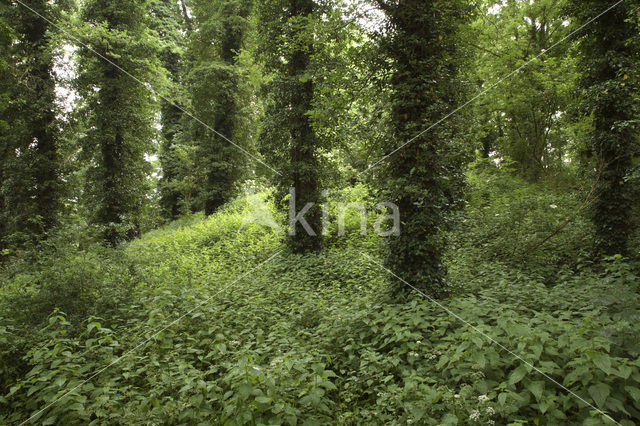 Slotheuvel Kasteel Bronkhorst