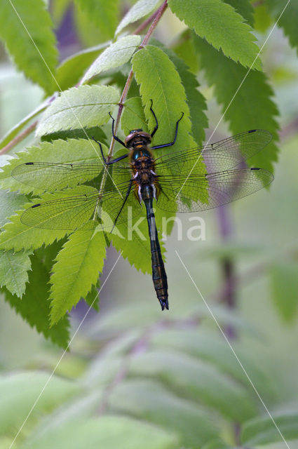 Smaragdlibel (Cordulia aenea)