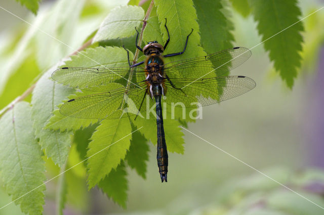 Smaragdlibel (Cordulia aenea)