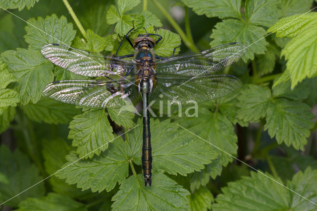 Smaragdlibel (Cordulia aenea)