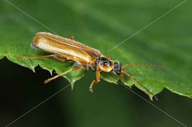 Soldaatje (Cantharis decipiens)