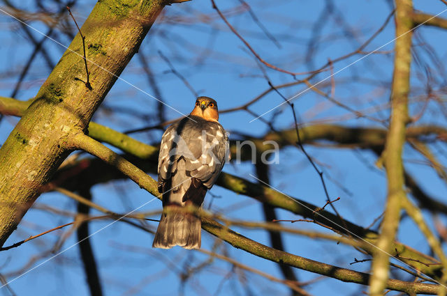 Sperwer (Accipiter nisus)