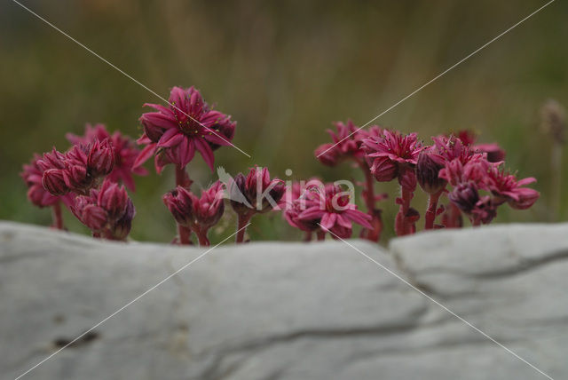 Spinnenweb huislook (Sempervivum arachnoideum)