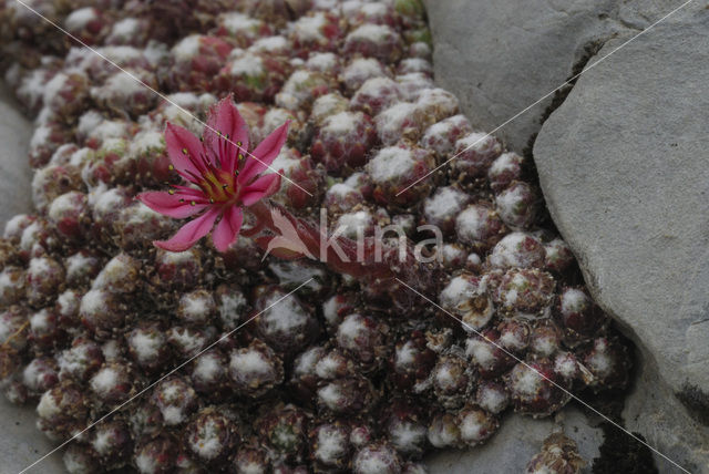 Spinnenweb huislook (Sempervivum arachnoideum)