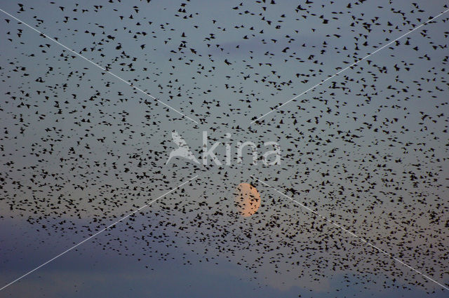 Spreeuw (Sturnus vulgaris)