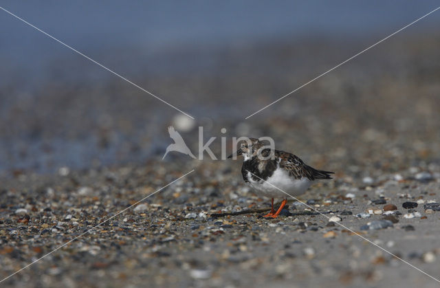 Steenloper (Arenaria interpres)