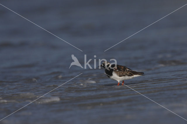 Steenloper (Arenaria interpres)