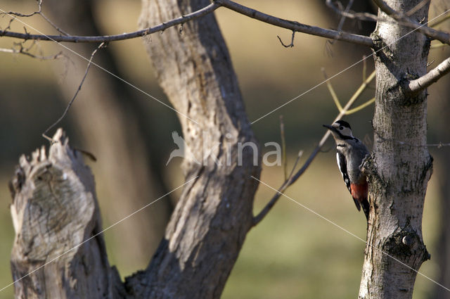 Syrische Bonte Specht (Dendrocopos syriacus)