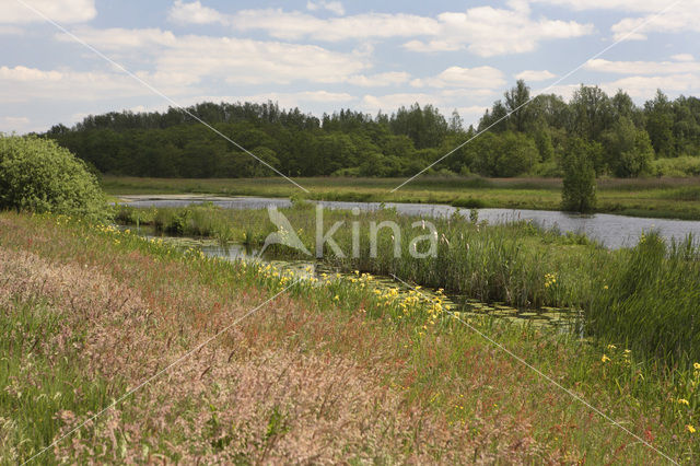 Tienhovense plassen