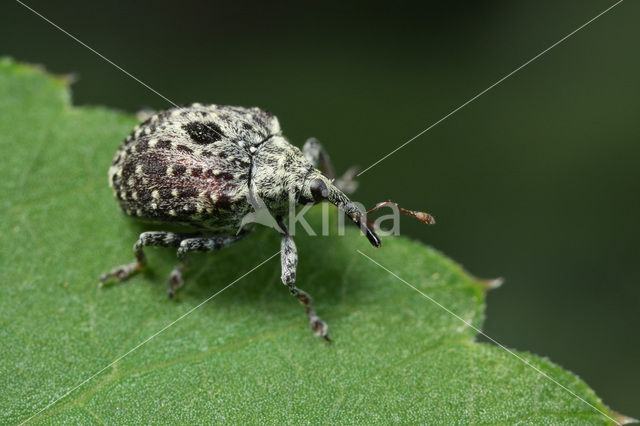 Toortsbladschaver (Cionus hortulanus)