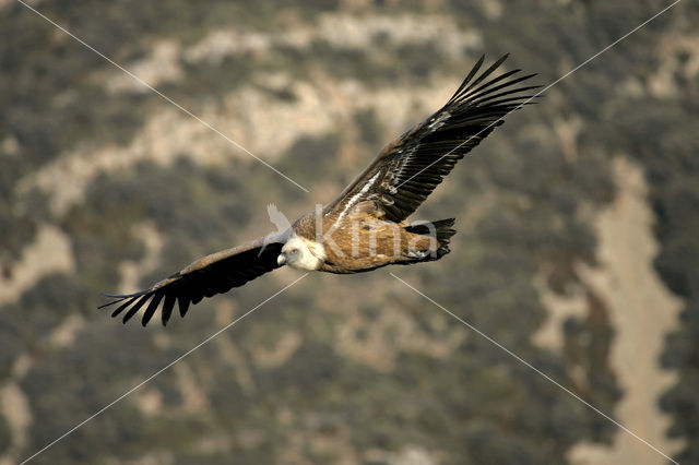 Vale Gier (Gyps fulvus)