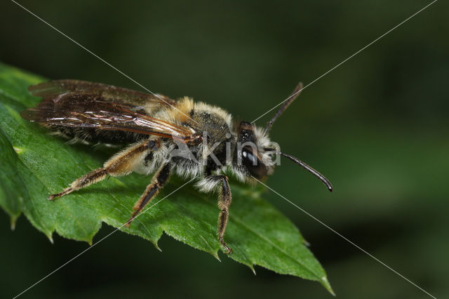 Valse rozenzandbij (Andrena helvola)