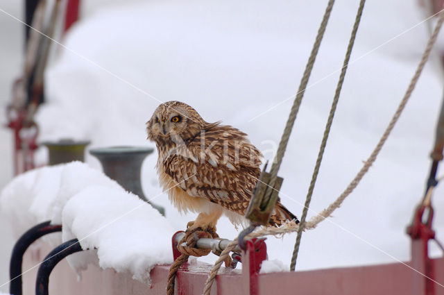 Velduil (Asio flammeus)