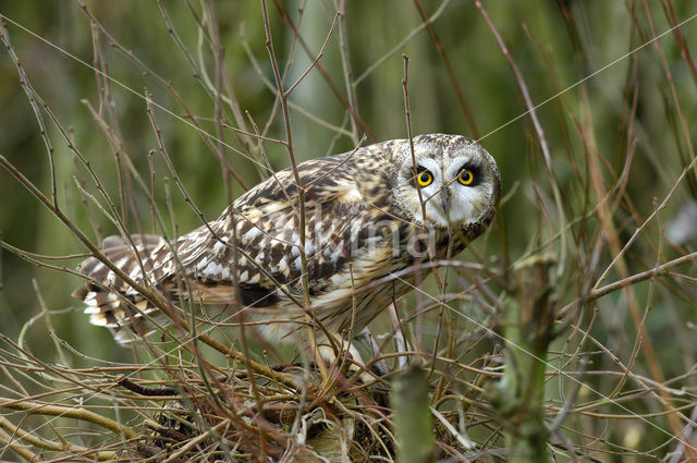 Velduil (Asio flammeus)