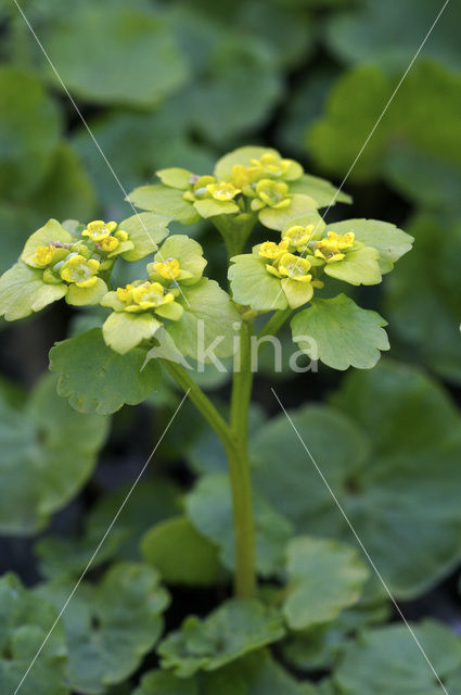 Verspreidbladig goudveil (Chrysosplenium alternifolium)