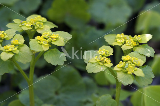 Verspreidbladig goudveil (Chrysosplenium alternifolium)