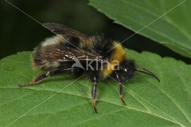 Vierkleurige koekoekshommel (Bombus sylvestris)