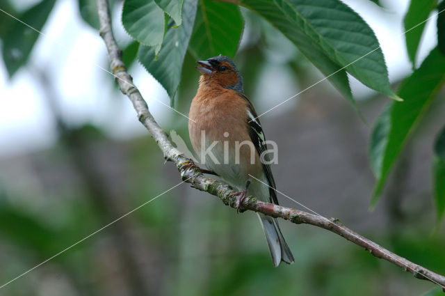 Vink (Fringilla coelebs)