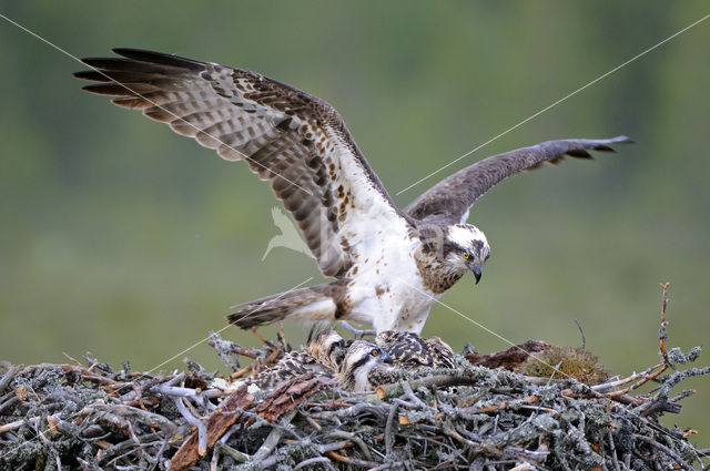 Visarend (Pandion haliaetus)