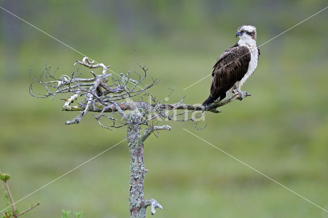 Visarend (Pandion haliaetus)