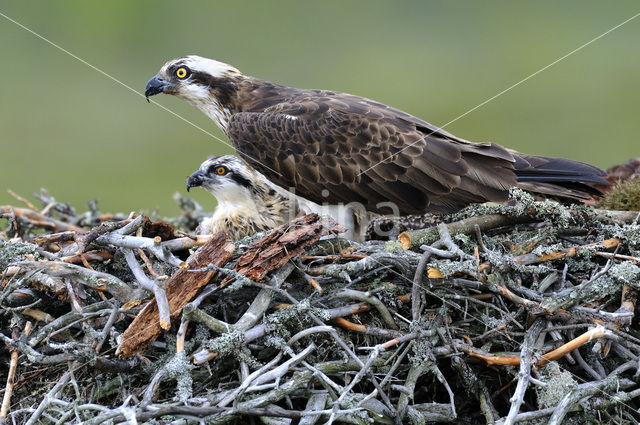 Visarend (Pandion haliaetus)