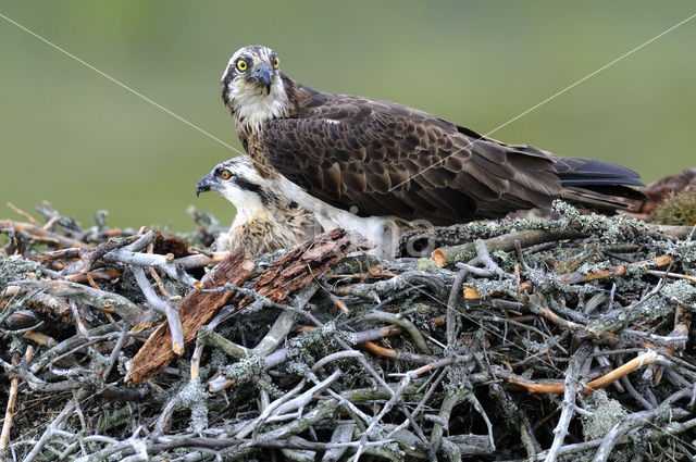 Visarend (Pandion haliaetus)